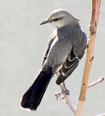 Mockingbird coloring page m is for mockingbird coloring pages color. Texas State Bird Mockingbird