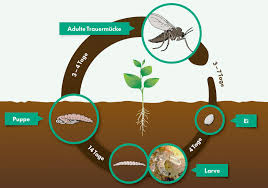 Optisch ähneln die schädlinge der obstfliege. Kleine Fliegen Blumenerde