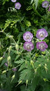 Image result for Geranium bohemicum Orchid Blue