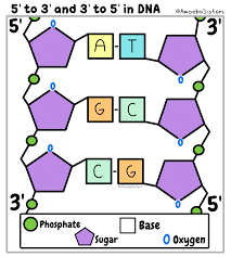 5 To 3 And 3 To 5 In Dna Explained In A Gif By The Amoeba Sisters Biology Classroom Teaching Biology Biology Lessons