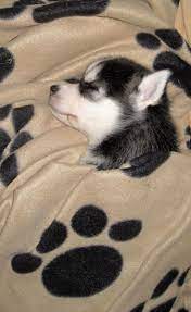  Rssmix Com Mix Id 9959268 Bayi Hewan Bayi Anjing Anak Anjing