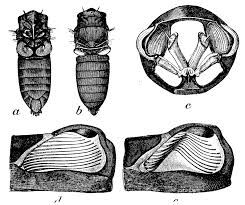 Cicadas have parts on their bodies called tymbals, which. Tymbal Wikipedia