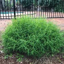 Image result for Pogonatherum