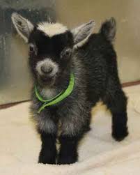 Baby Pygmy Goat Doing The Happy Dance May Be The Greatest Thing Ever Baby Goats Pygmy Cute Animals Cute Baby Animals