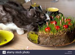 Manche katzen haben so ein niedliches aussehen, dass fast nur ein süßer katzenname infrage besondere katzen brauchen einen ausgefallenen katzennamen. Eine Grau Weisse Katze Essen Einen Kuchen Aus Boden Rasen Und Cherry Tomaten Stockfotografie Alamy