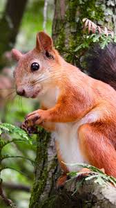 We have an extensive collection of amazing background images carefully chosen by our. Pin On Animals