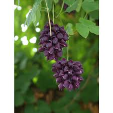 Image result for Cyclocarpa