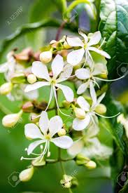 We did not find results for: Light Bulb Clerodendrum Chains Of Glory White Little Tree Flowers Stock Photo Picture And Royalty Free Image Image 133810110