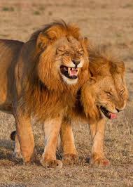 Leones Muertos De La Risa Colapsan Las Redes Animales Salvajes Animales Y Animales Majestuosos
