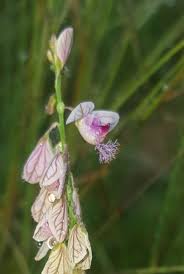 Image result for Polygala hottentotta