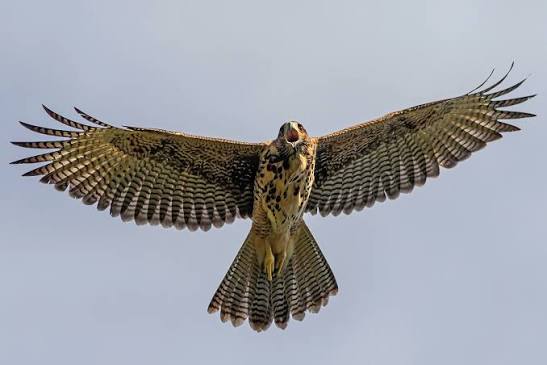 🦅 El gavilán mixto (Parabuteo unicinctus) es un experto cazador que patrulla el cielo de las reservas. Con su aguda visión, detecta presas desde grandes alturas. A diferencia de muchas rapaces, suele