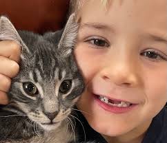 Lost grey tabby cat near Arnold Market Rd