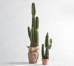 Treeman baby groot cactus planter. Faux Potted Saguaro Cactus Pottery Barn