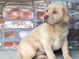 Platinum labrador retrievers are bred for color, conformation, temperament and retrieving ability. Champagne Lab Puppies For Sale Silver And Charcoal Kennels