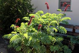 Image result for Melianthus major
