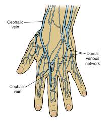 Vein Care