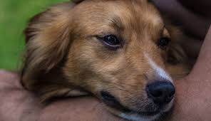 Learn more about the psa blood test at webmd. Darmowe Zdjecia Ssak Kregowiec Rasa Psa Canidae Miesozerne Pies Do Towarzystwa Pysk Wasy Szczeniak Grupa Sportowa Rzadki Pies Rasy Ulica Psa 5184x2982 Fedor Kosarev 1585981 Darmowe Zdjecia Tapety Na Pulpit Pxhere