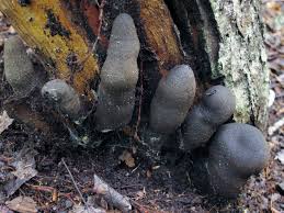 Image result for Xylaria polymorpha