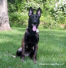 Belgium Malinois Black Belgian Malinois Puppy Fanta A Dark Colored Female Malinois Puppy Www Protectiondogsplus Com Malinois Dog Malinois Belgium Malinois