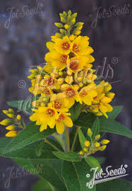 Image result for Lysimachia