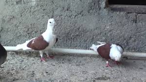 Bina Catilarina Damlara Tuneme Yapan Guvercinler Nasil Egitilir Taklaci Seferli Guvercin Youtube