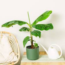 Image result for Musa Cavendish