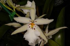 Degarmoara Winter Wonderland Orchid Varieties Orchids Beautiful Orchids