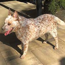 Australian cattle dog puppies for sale california. Blue Red Joe S Australian Cattle Dogs Our Dogs