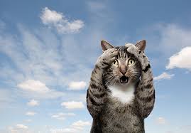 Kedilerde Fip Feline Infectious Peritonitis Cizmeli Kedi Veteriner Klinigi