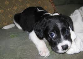 Black And White Border Collie Beagle Mix The Most Adorable Dog Mixes In The World 12 Pictures 1 Puppy Dog Pictures Collie Mix Puppy Paws