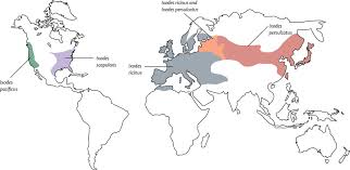 References In Lyme Borreliosis The Lancet
