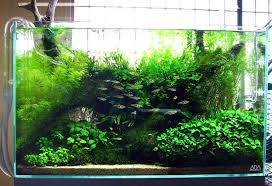 Ada Nature Aquarium Aquascape Aquarium Nature Aquarium Aquascape