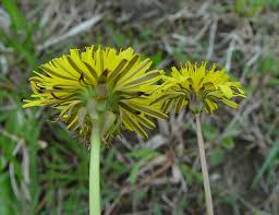 Image result for Taraxacum sp.