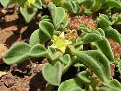 Image result for Aizoon virgatum