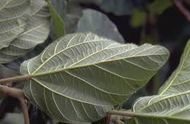 Image result for Ficus sycomorus