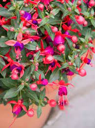 Fuschia Burst Of Colour Alan Titchmarsh On Vivid Hanging Basket Flowers Hanging Flower Baskets Balcony Plants Fuchsia Plant