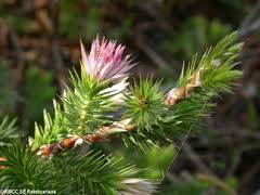 Image result for Macledium