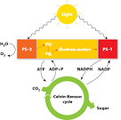 2 major parts of photosynthesis