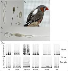 Currently the state education department of new york has released tentative test dates for the 2021 regents. Vocal Exchanges During Pair Formation And Maintenance In The Zebra Finch Taeniopygia Guttata Frontiers In Zoology Full Text