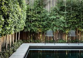 Malvern Project Nathan Burkett Design Privacy Plants Screen Plants Backyard Landscaping