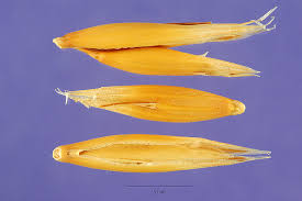 Image result for Avena byzantina