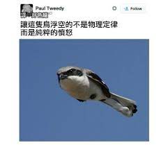 好色龍的網路生活觀察日誌 雜七雜八短篇漫畫翻譯690 animals funny animals memes