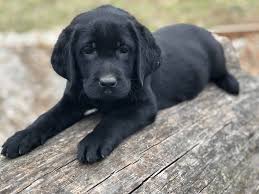Get ready for a bid dose of awwwwwww…. Lab Puppies For Sale Archives Sooner Labs