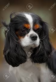 They can be distinguished from the king charles spaniel by their domed skulls, slightly larger stature. Die Hunderasse Cavalier King Charles Spaniel Braun Und Weiss Close Up Lizenzfreie Fotos Bilder Und Stock Fotografie Image 71728616