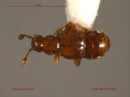 Image result for Pseudechinolaena