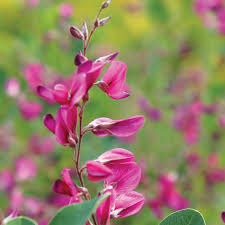 Maybe you would like to learn more about one of these? 4 Hard To Kill Plants Perfect For Oklahoma May 2018 Tulsapeople Com