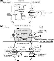 It can be taken by injection into a vein or by mouth. Molecular Mechanism Of An Adverse Drug Drug Interaction Of Allopurinol And Furosemide In Gout Treatment Sciencedirect