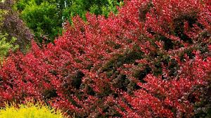 Select from premium thorn bush of the highest quality. How To Use Barberry In The Landscape