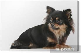 The rounded apple head is a breed hallmark. Long Haired Chihuahua Canvas Print Pixers We Live To Change