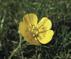 Image result for Buttercup Yellow 1972 Kelvinator